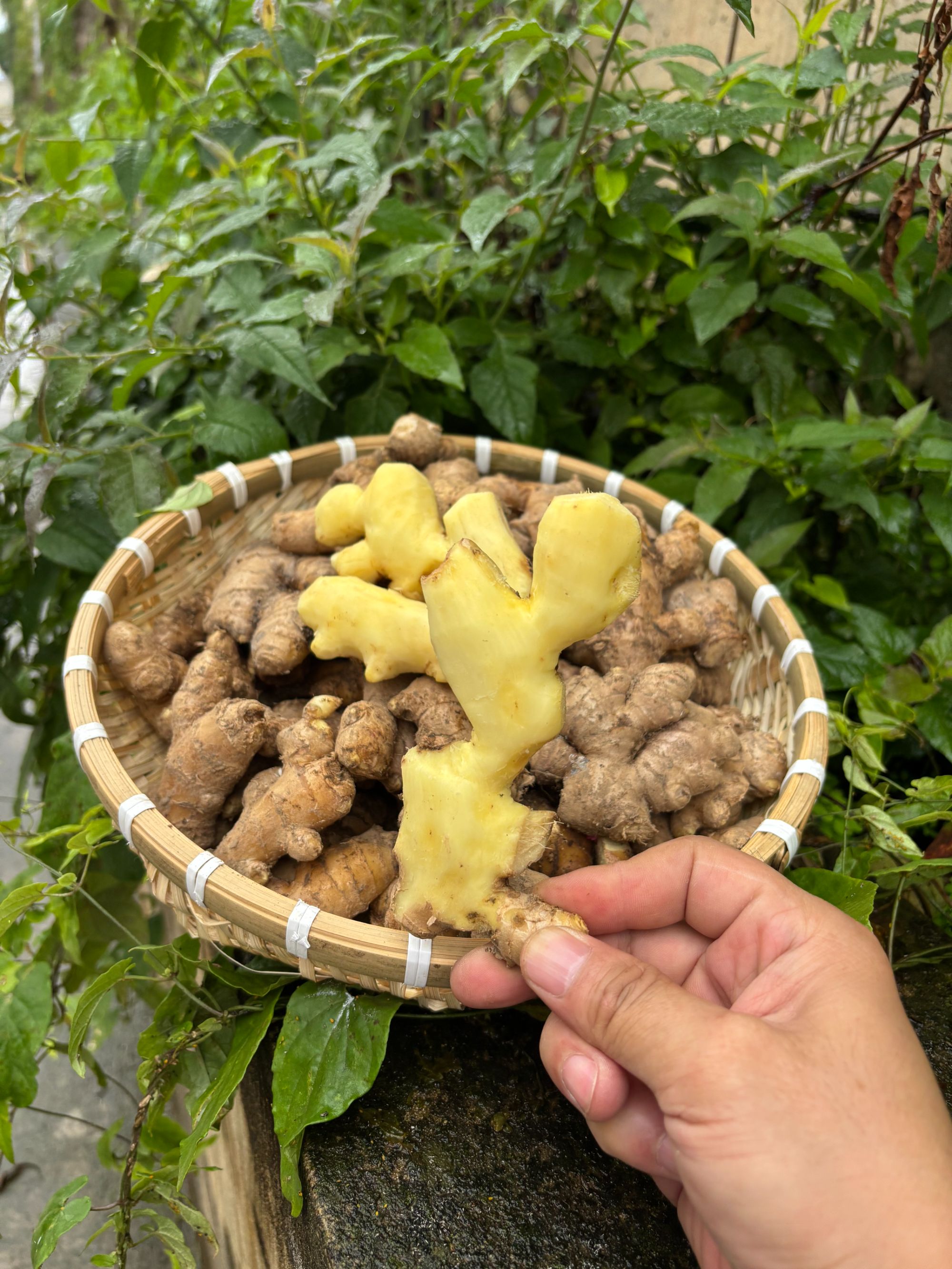 【产地直发】高山小黄姜精选老姜 姜头农家新鲜现挖 姜味浓郁