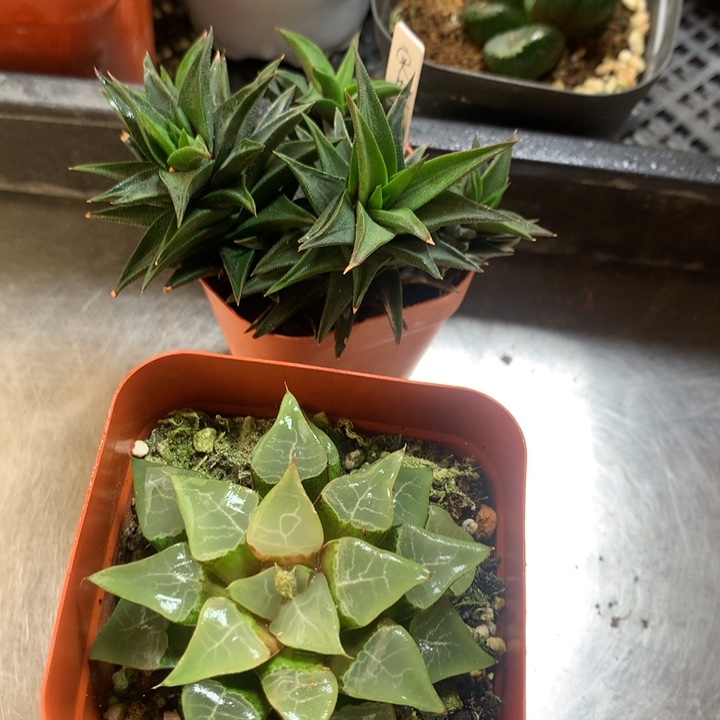 实生硬叶+木叶克一物一拍