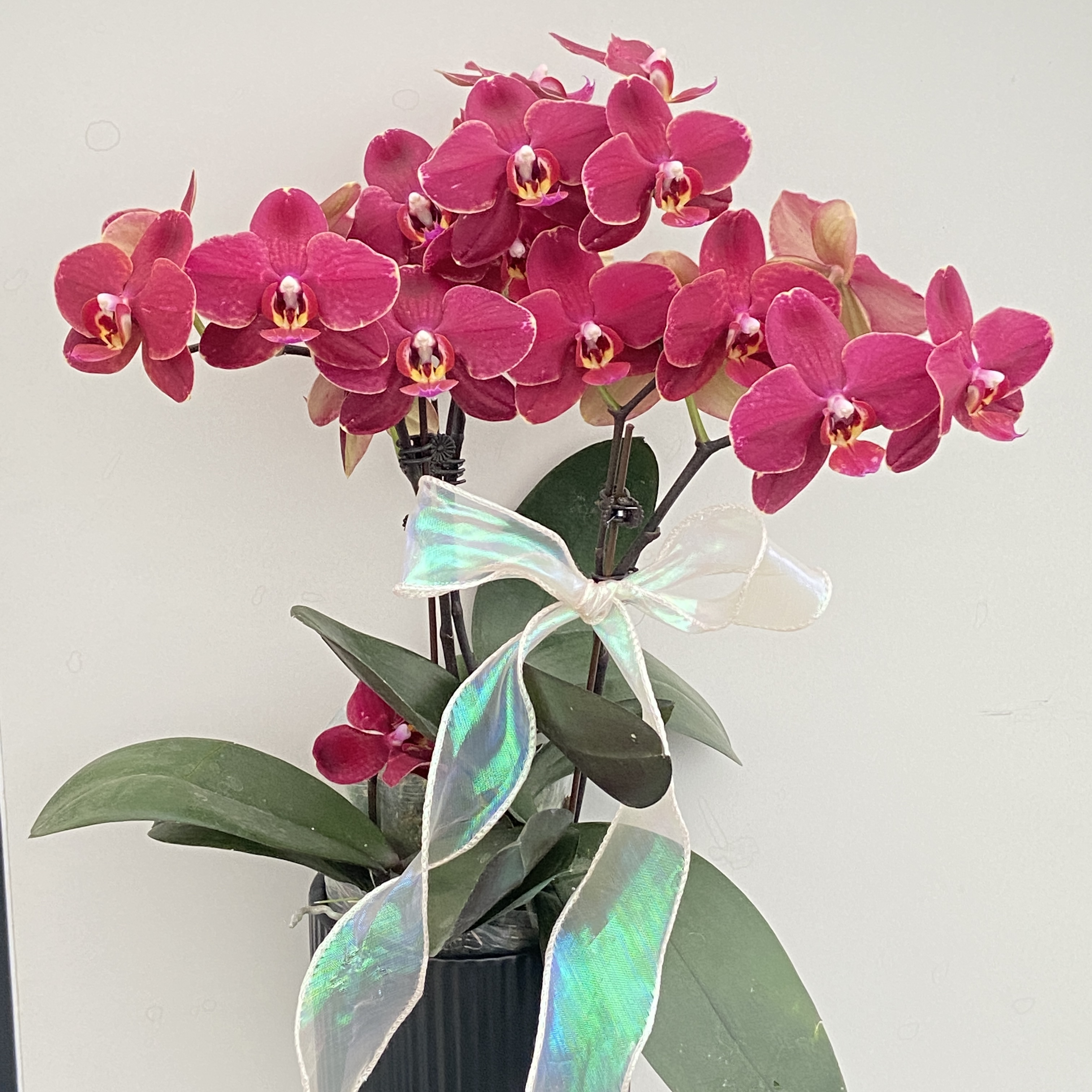 突尼斯  中花型 黑红色好养耐养 欧品蝴蝶兰  基地直发