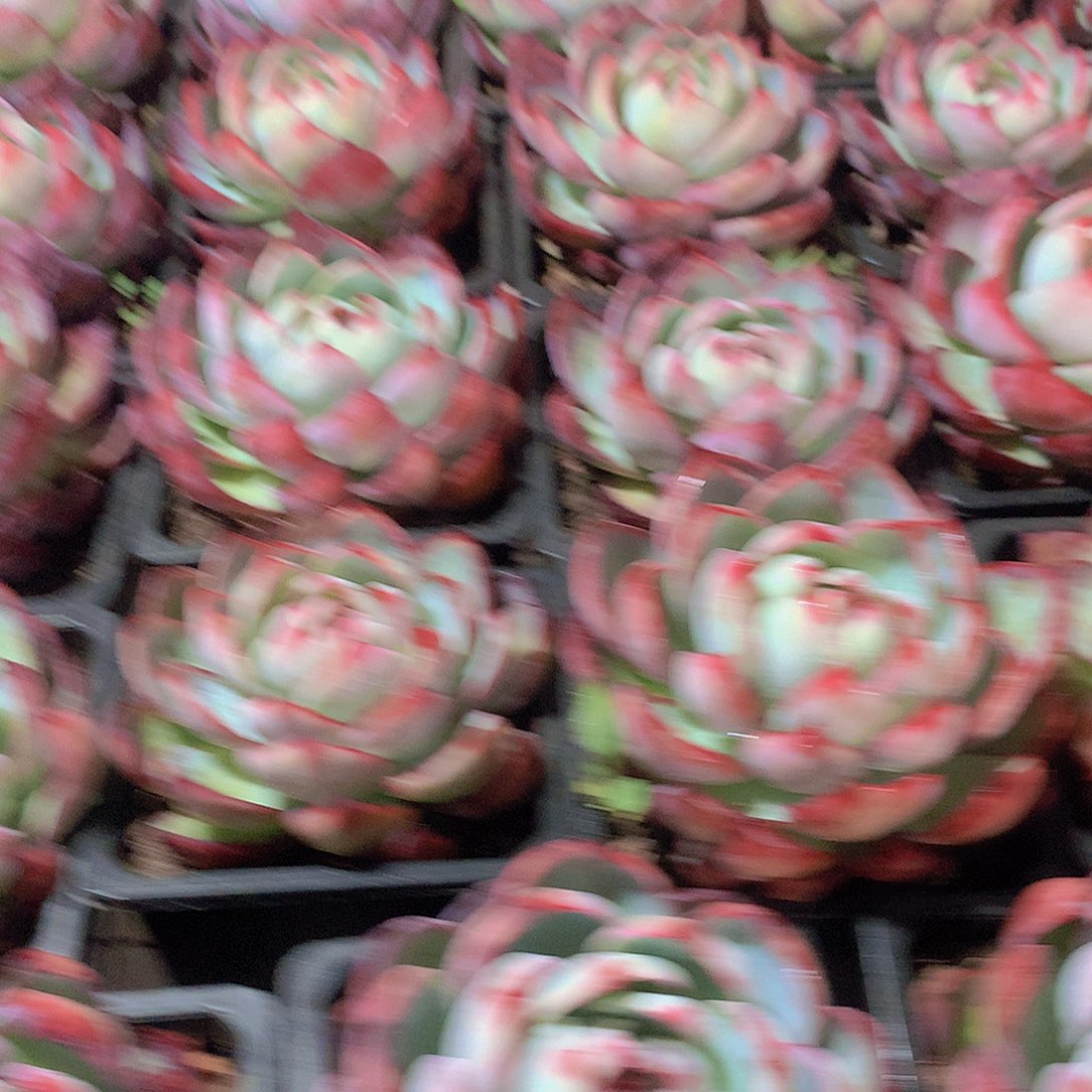 大惊鸿45分钟788999990