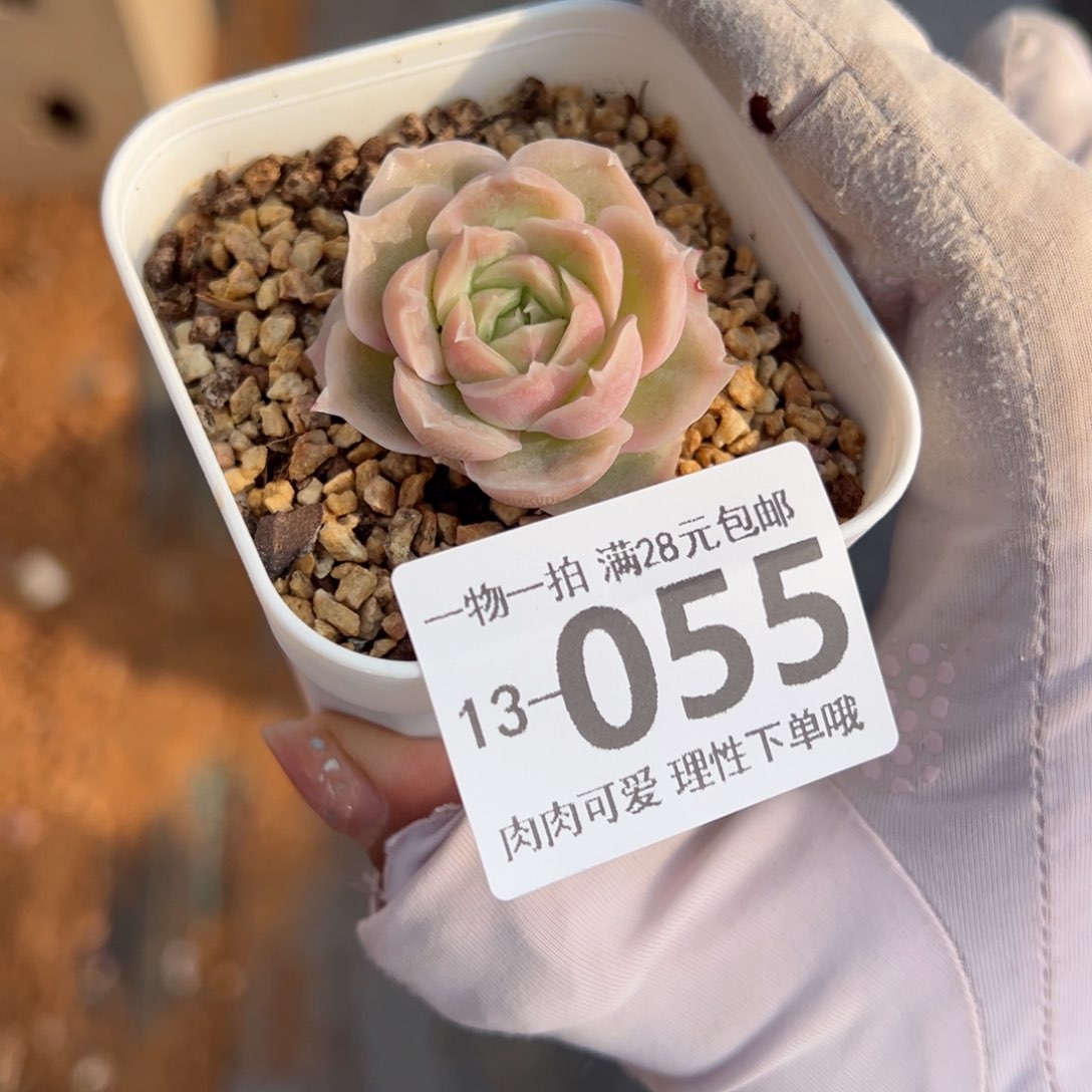 水晶虾饺多肉3 cm多多肉