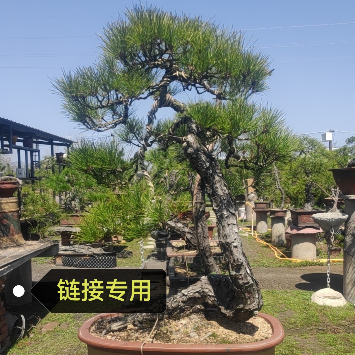 黄山松，黑松盆景