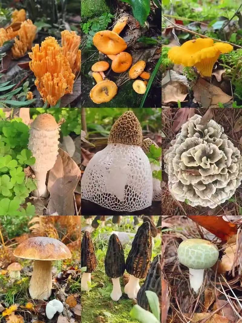 2【天-然-石-太-岁】净含量：50g-1500g【阿徐现收】