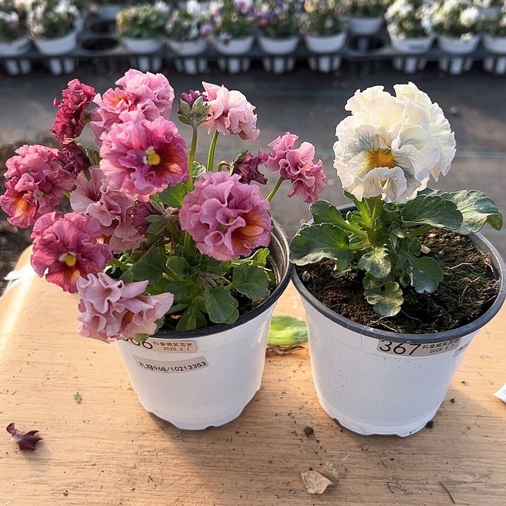 水晶抖音直播闪拍366-367