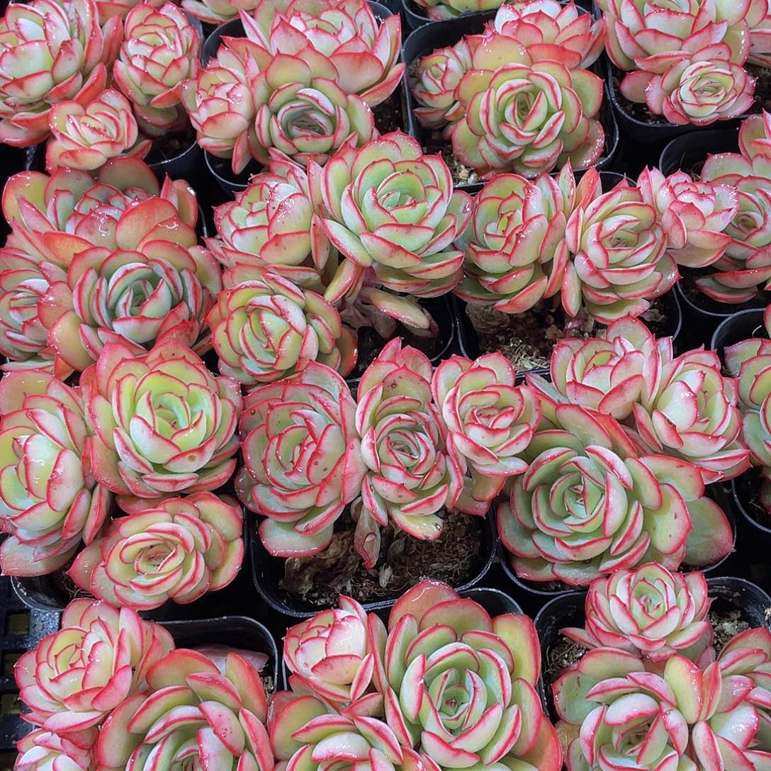 量拍150号 牡丹亭群生一个