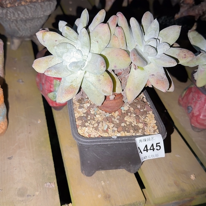 拇指仙女杯多肉植物