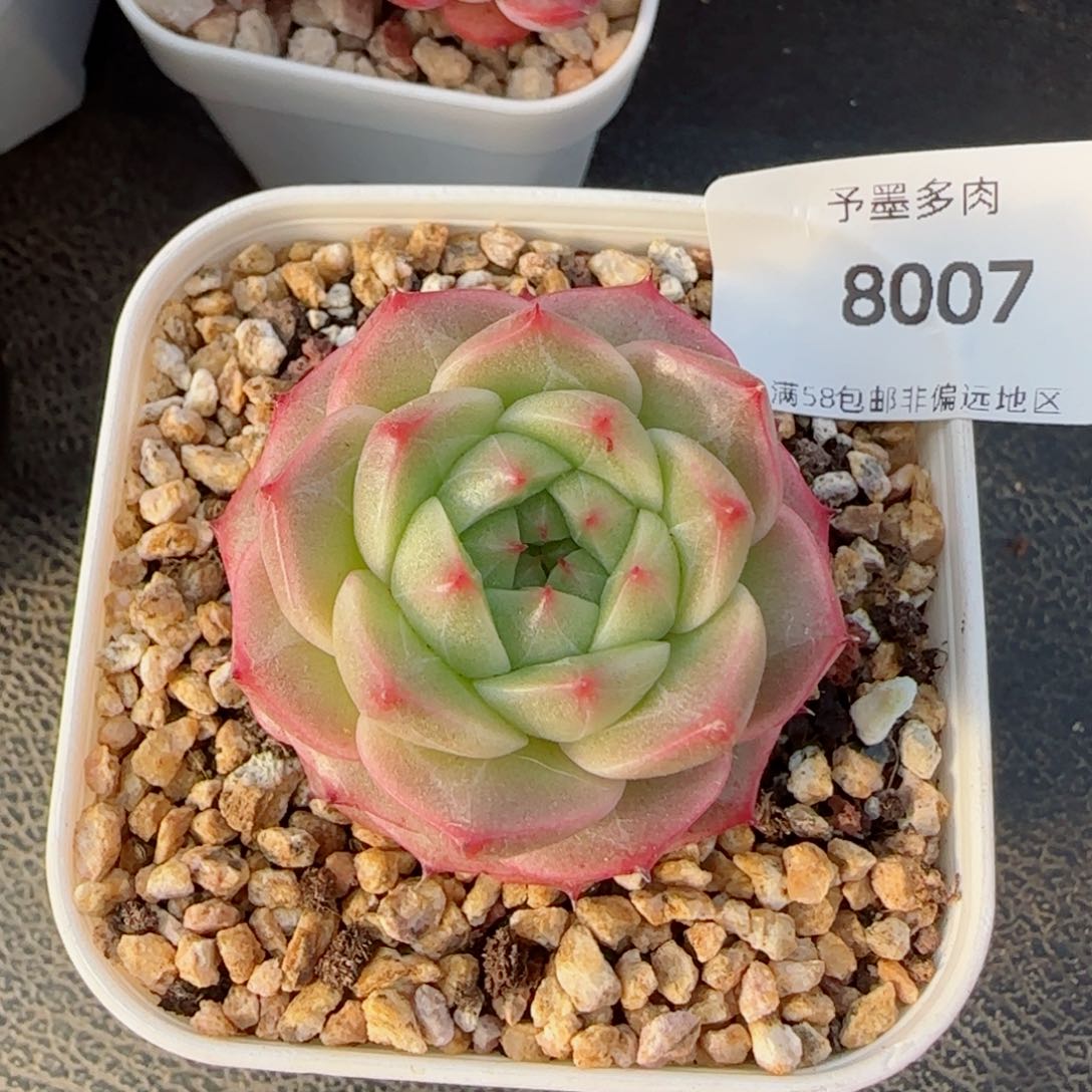 青梅，8007多肉植物