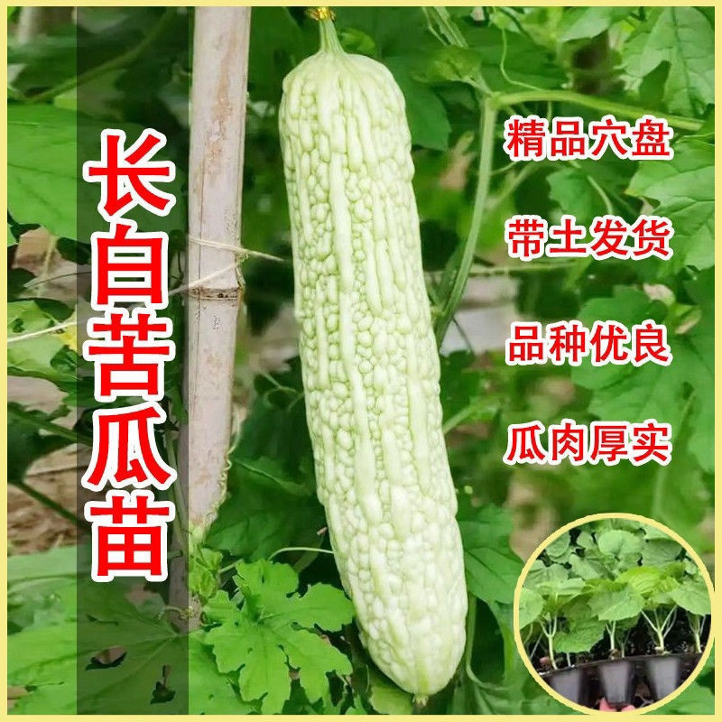 白皮长苦瓜苗.苦瓜秧苗带土大肉长白玉苦瓜苗老式青皮苦瓜四季