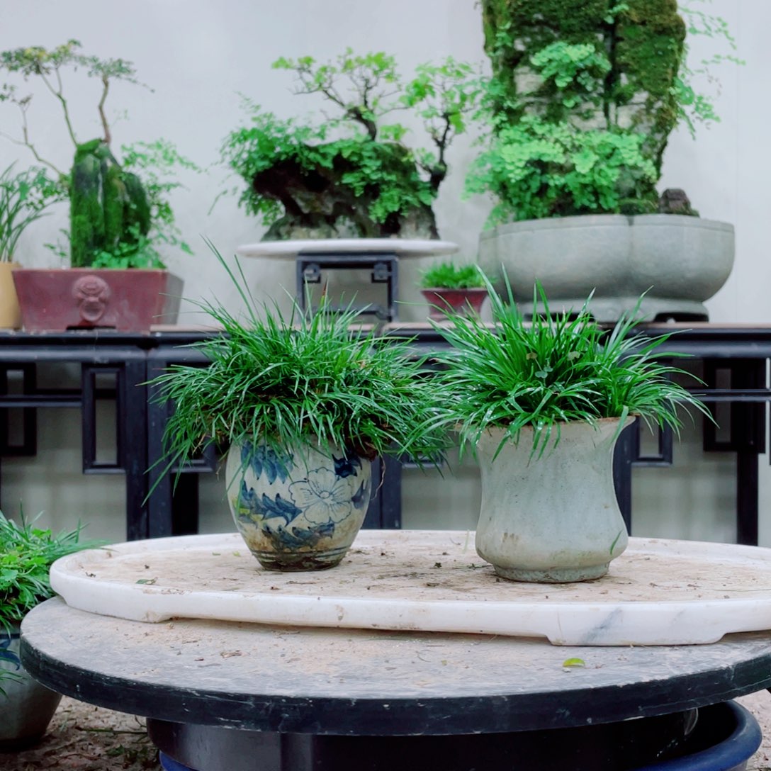 无铅玻璃施*南铁线蕨铁线蕨等为原料