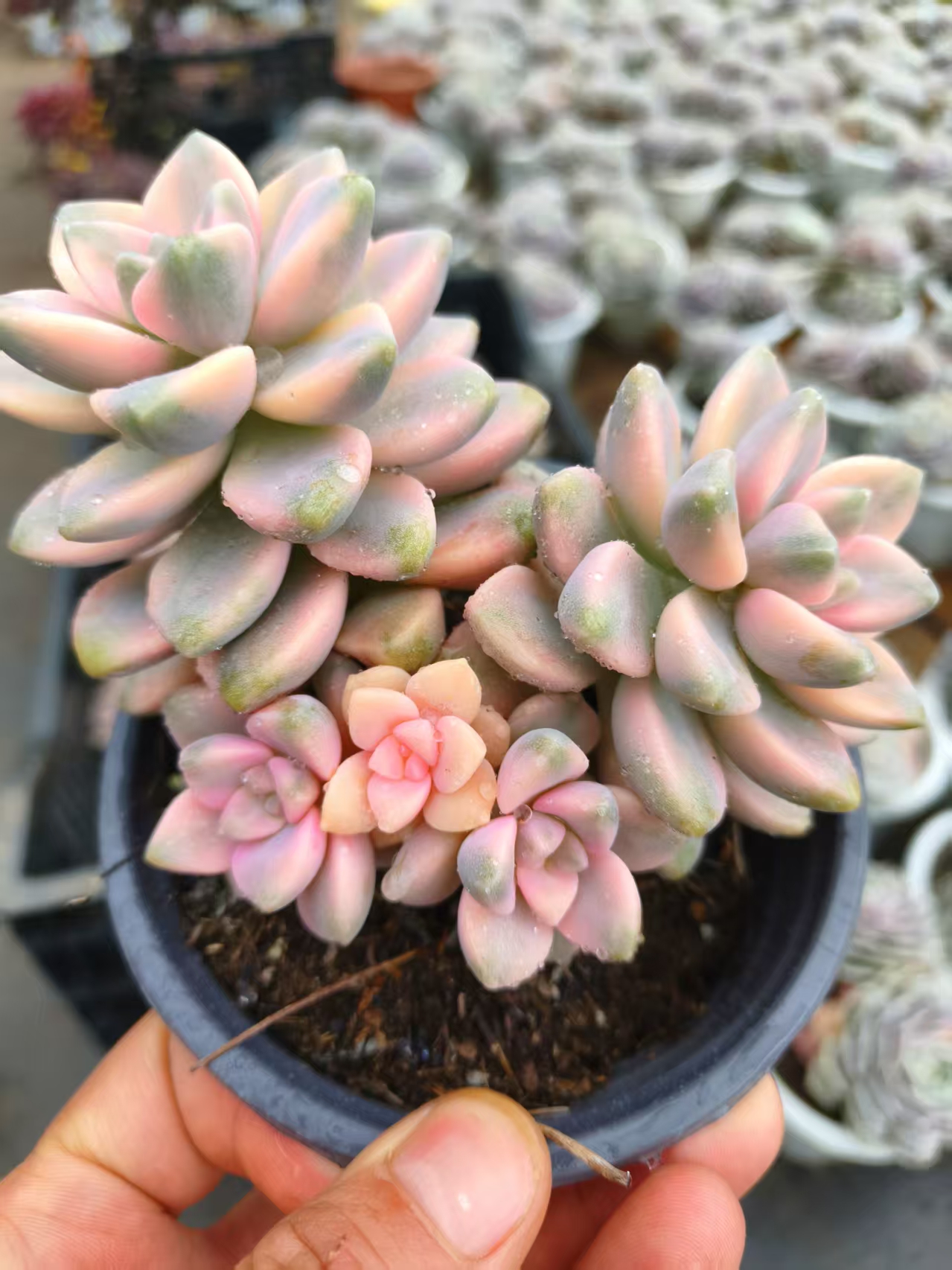 美杏锦（多肉植物）新手好养殖 不褪色自然锦植物