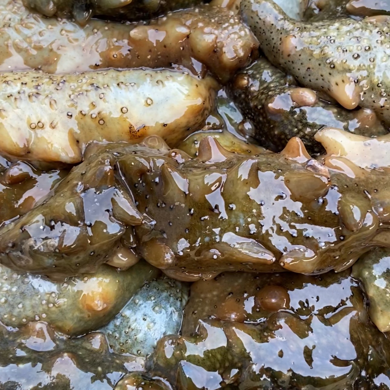 大连底播鲜活海参10斤（送一个）