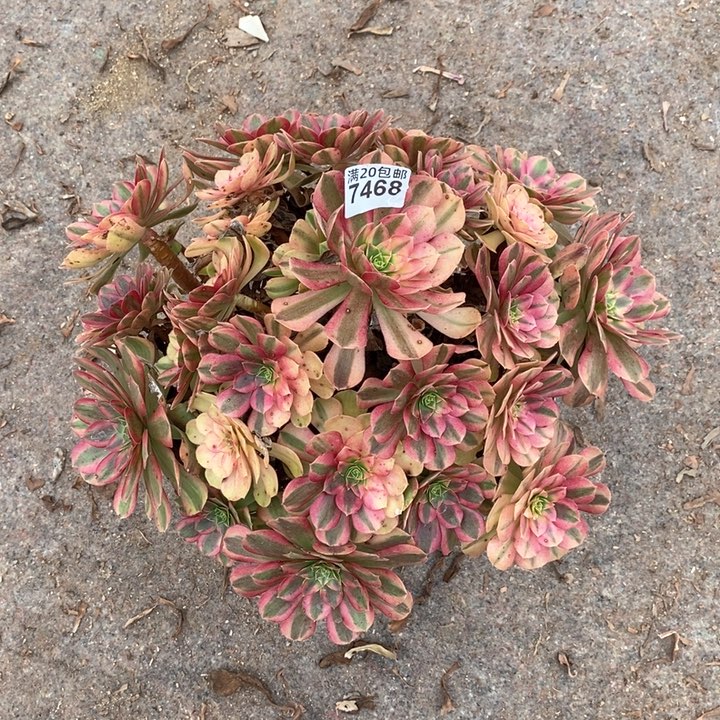 7468 一颗雨何法师