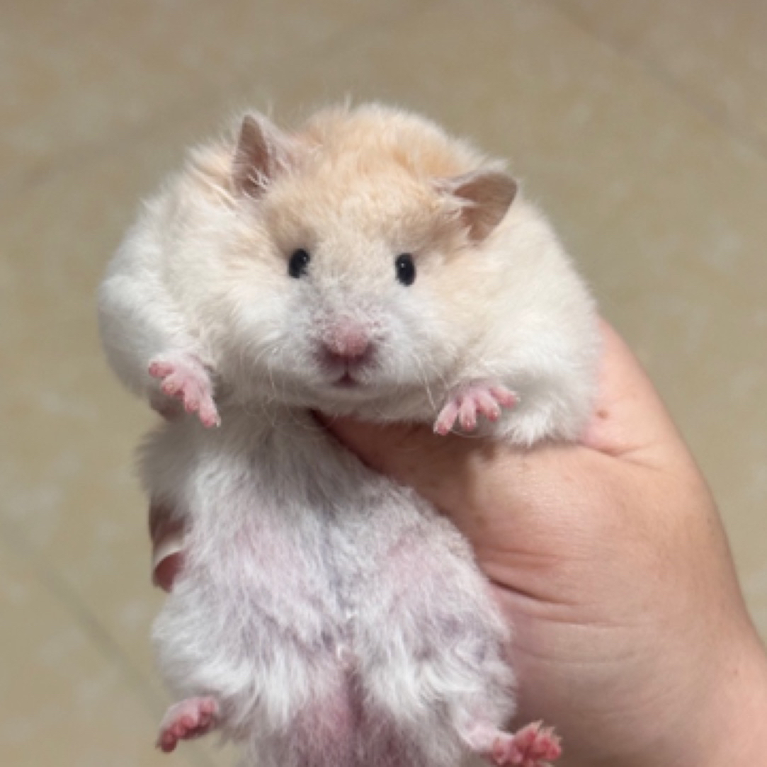 家养精品波利长毛金丝熊蜜波火波肉桂黄波鸽灰仓鼠波利金丝熊