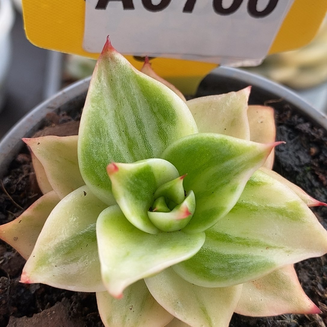 700四特拉哈哈哈哈哈哈哈看