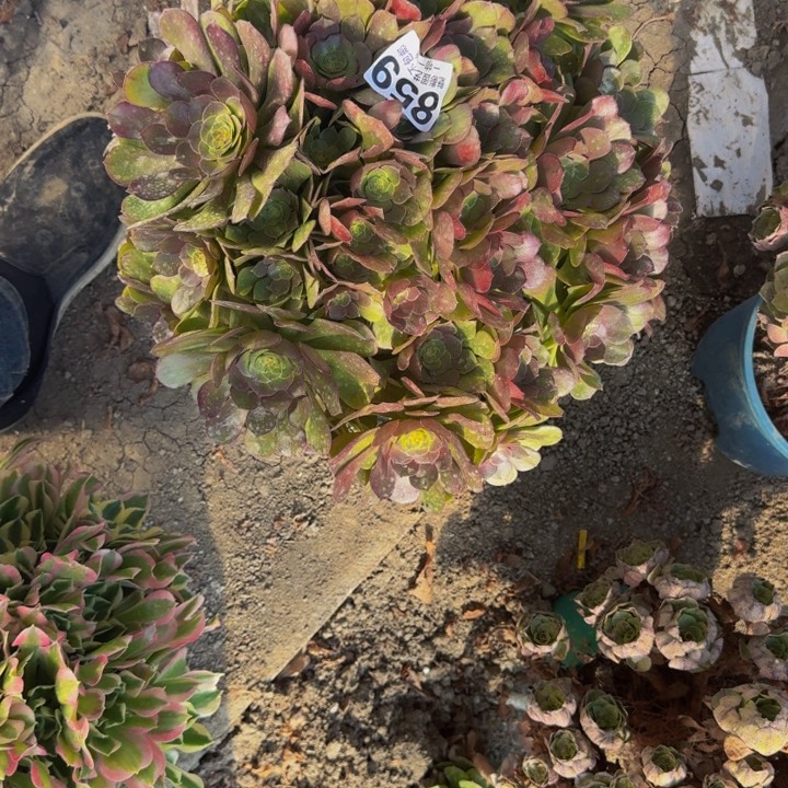 万圣节花27-35包邮花花