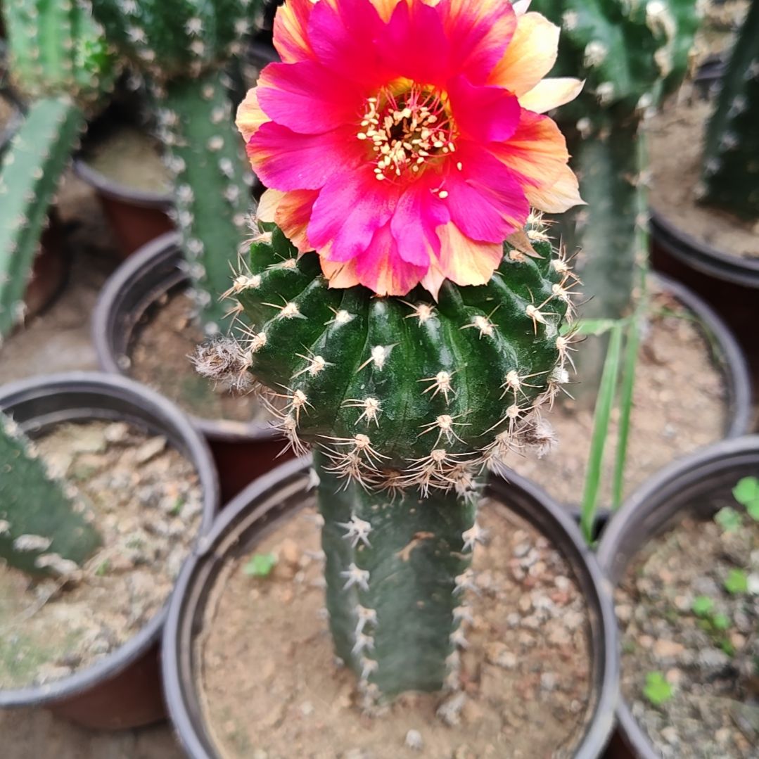 丽花秀普嫁接光环福