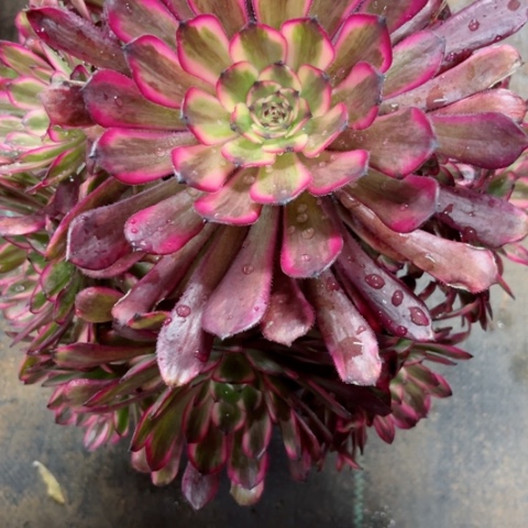 多肉植物红金刚锦。