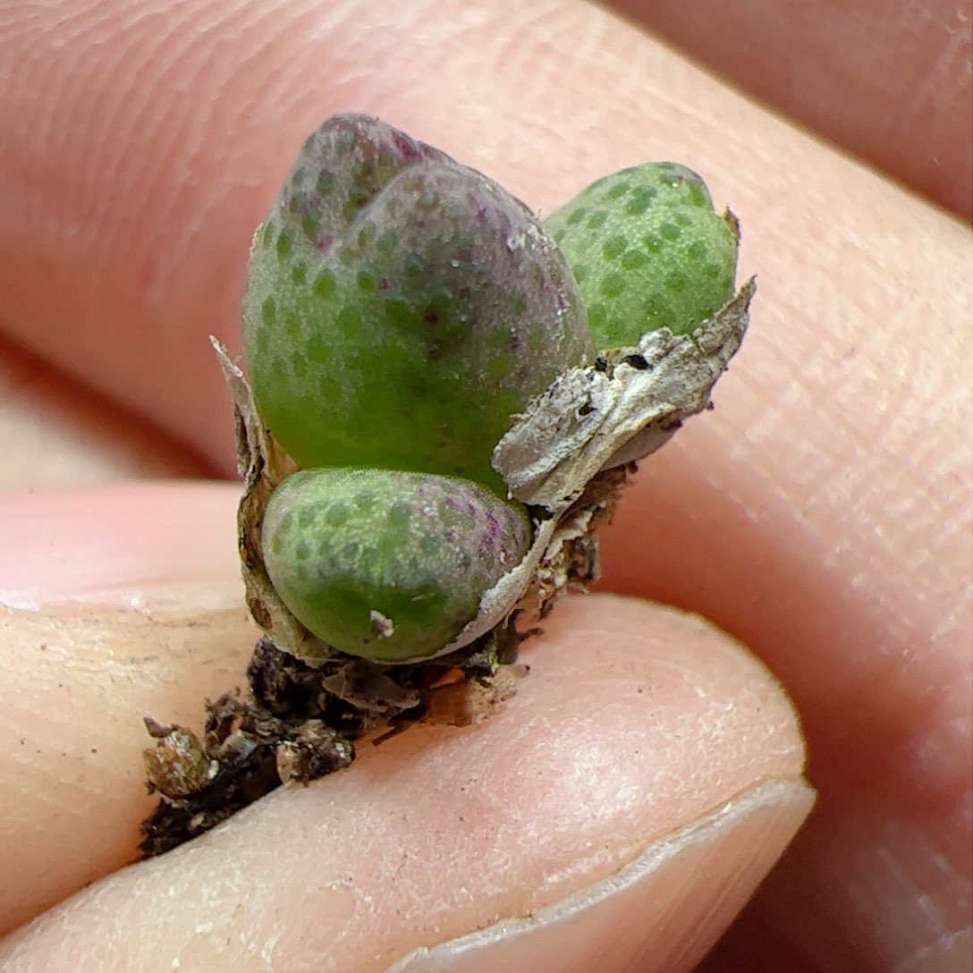 【闪购商品】414 龙猫