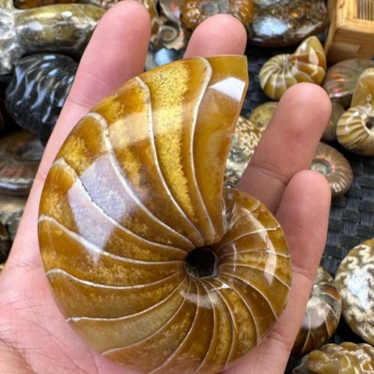 古生物天然海螺化石