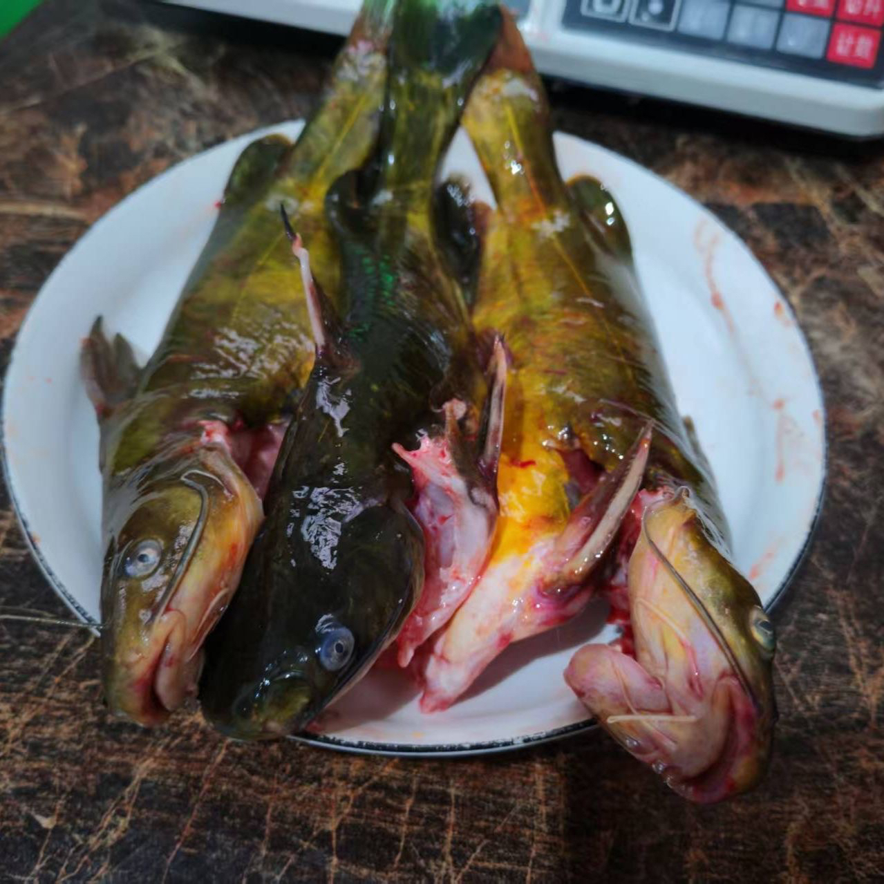 【晓海专属】顺丰包邮活杀黄骨鱼黄丫头