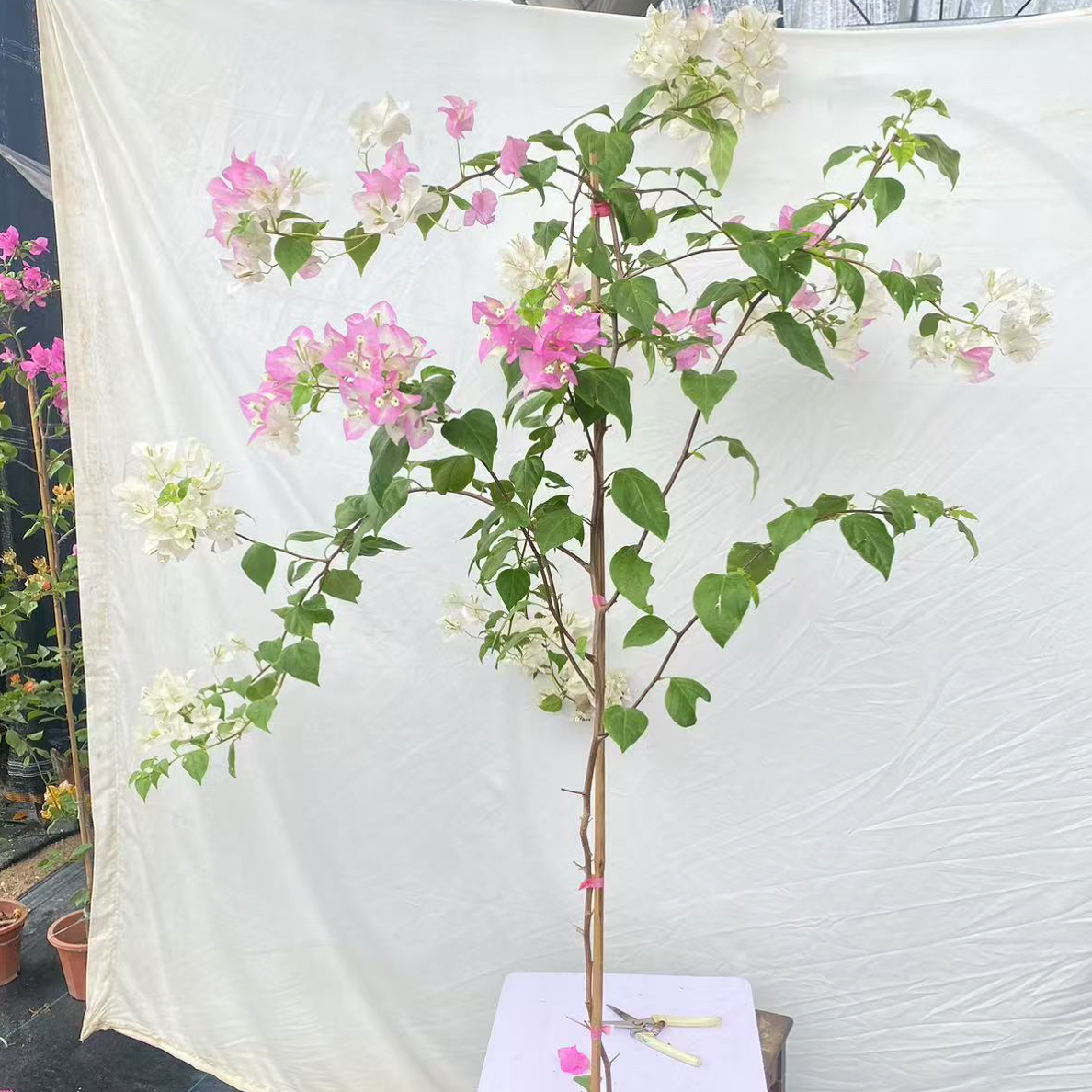 绿植花卉高飘三角梅带盆带土发货爬藤爬墙基地直发