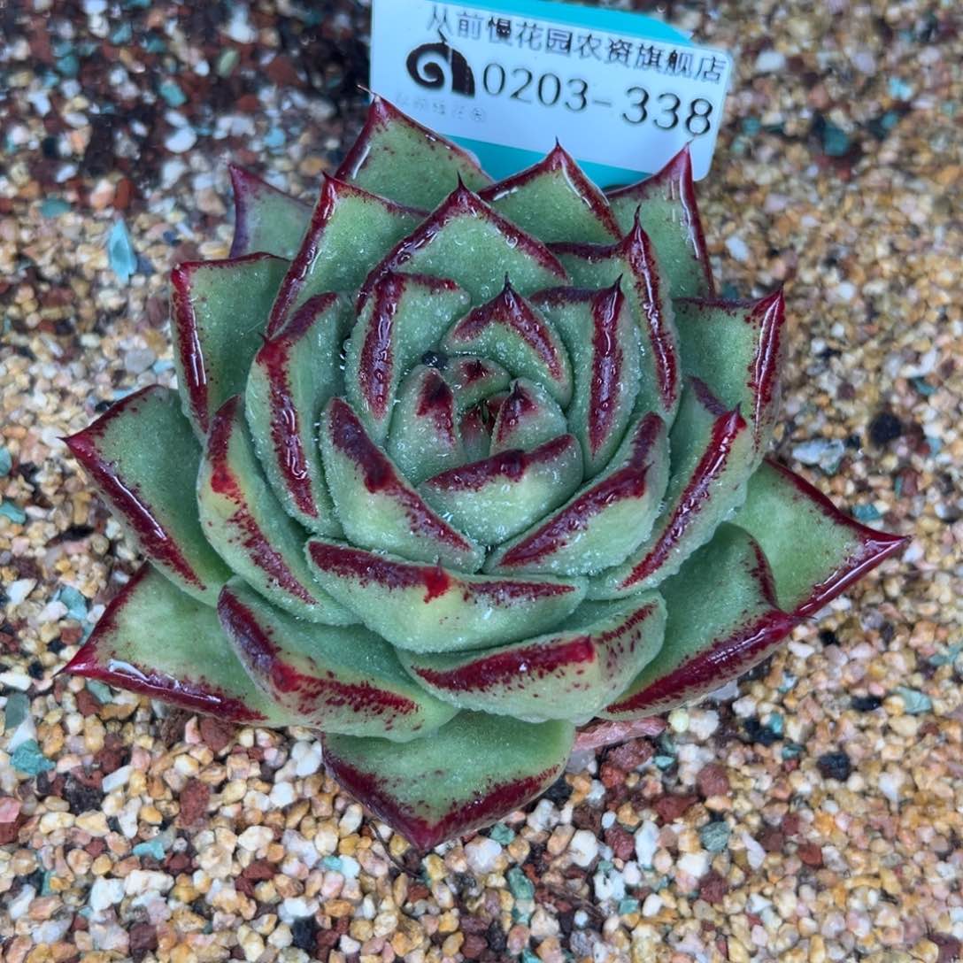 多肉一物一拍0203-338