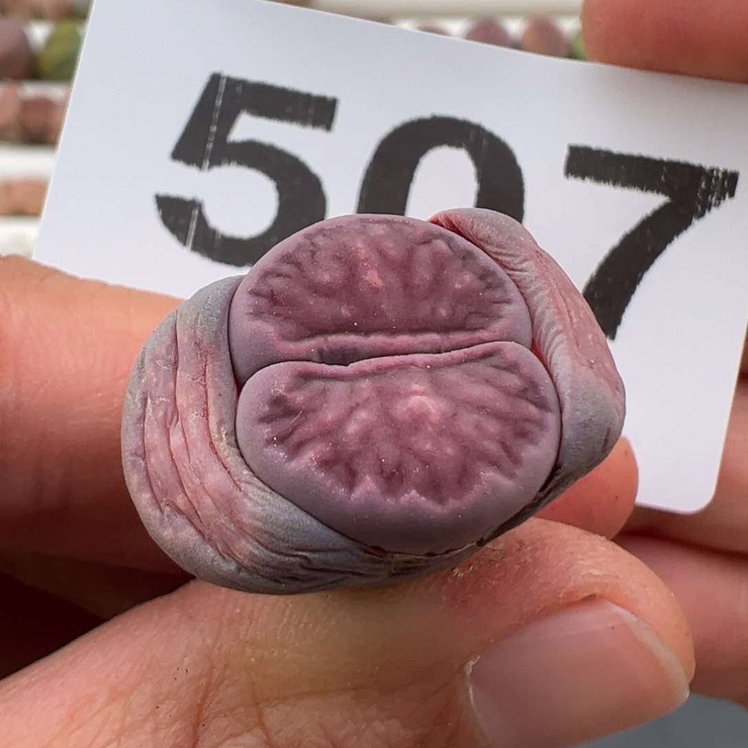 3.8好看的多肉脱土发货507