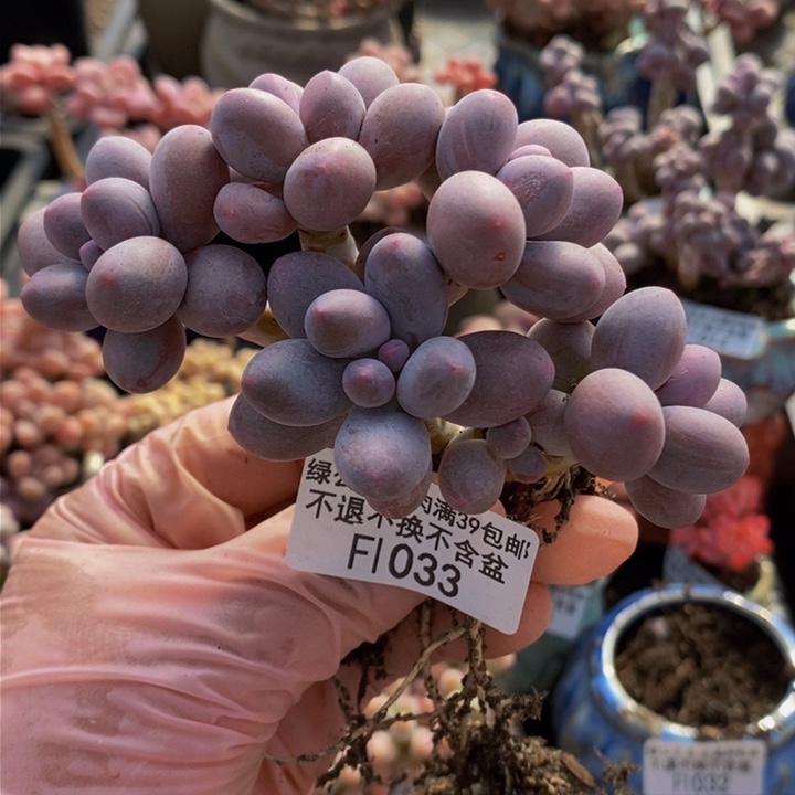 香水手指奶9cm1033多肉植物