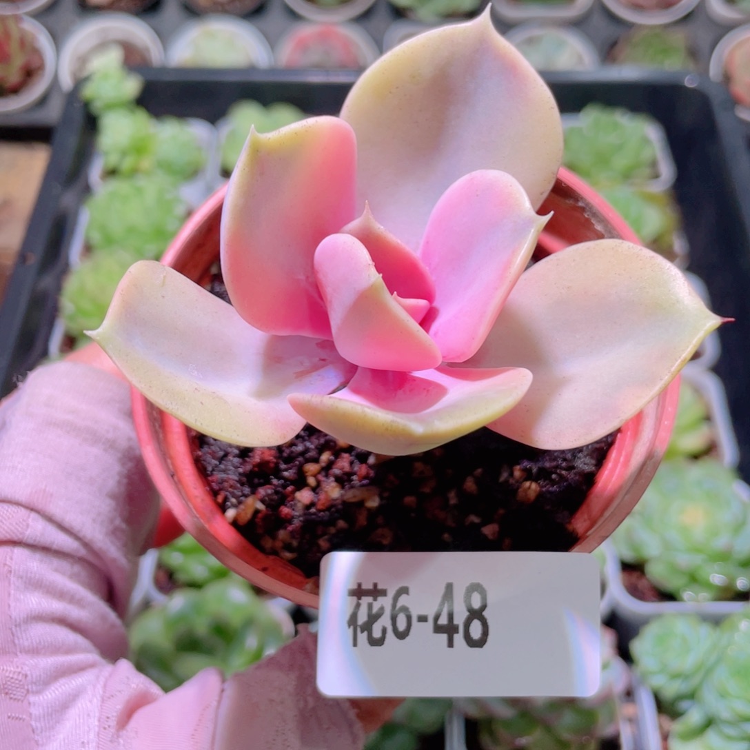 花利美6-48彩虹单头