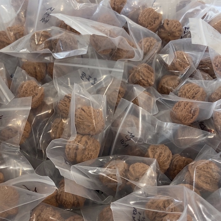 吊坠文玩核桃红豆