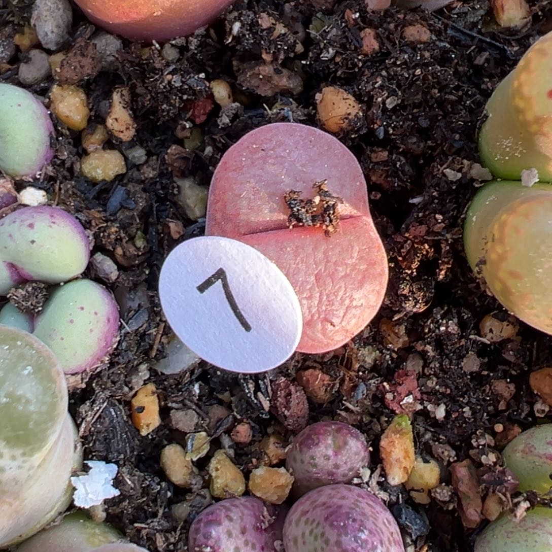 多肉植物1111111111111