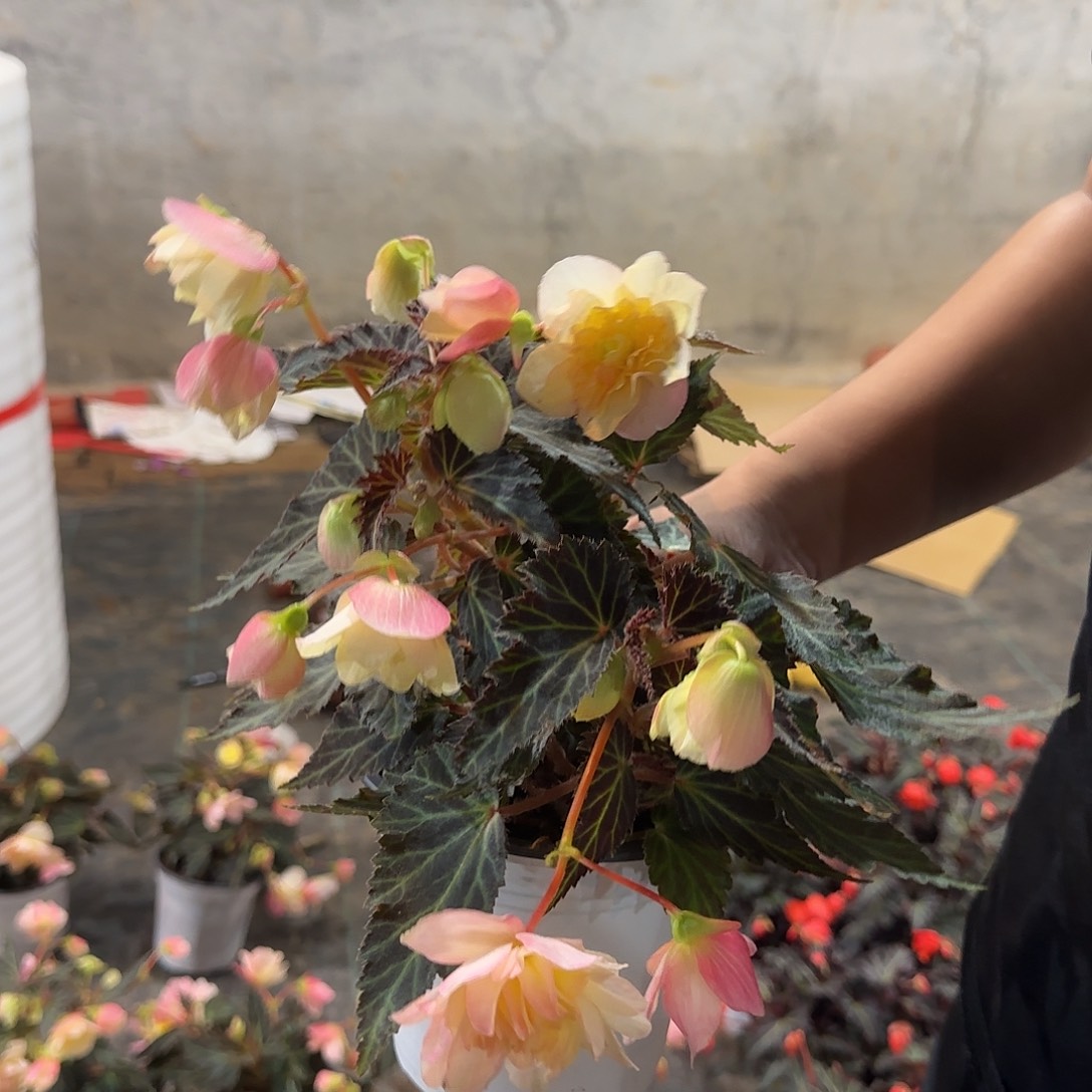 150浆果，掉花折叶正常，介意勿拍，不拍保温冻死不售后