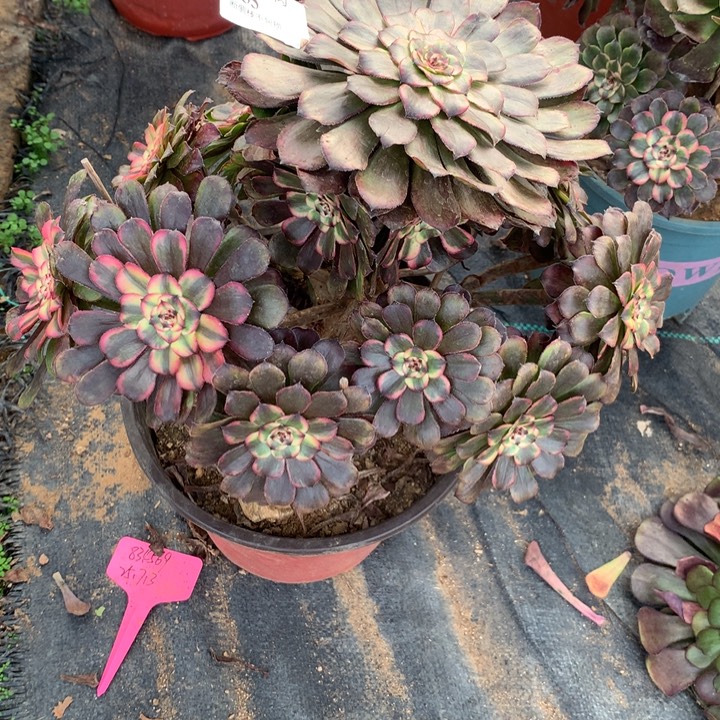 355黑天使多肉植物特价