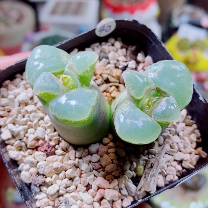 生石花花花花花花花花481