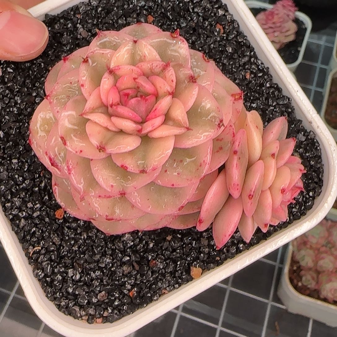 从前慢花园精选蜡牡丹锦多肉