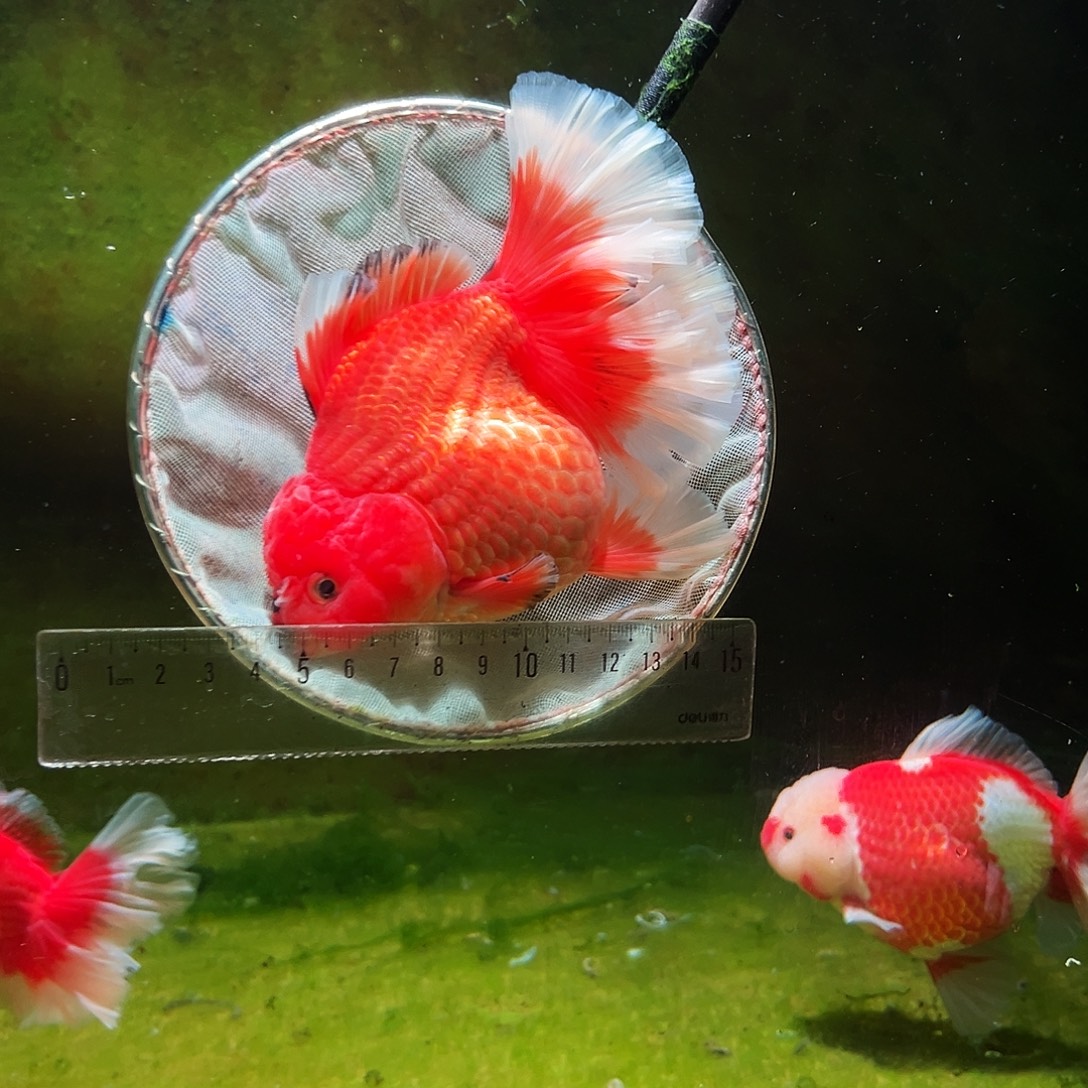 金鱼冷水金鱼百褶泰狮