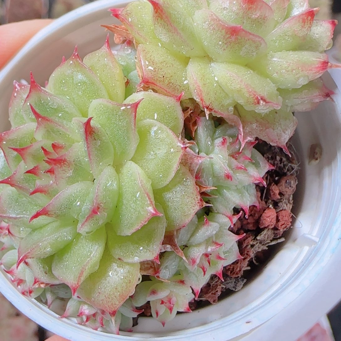 a***a花语多肉1203-40散