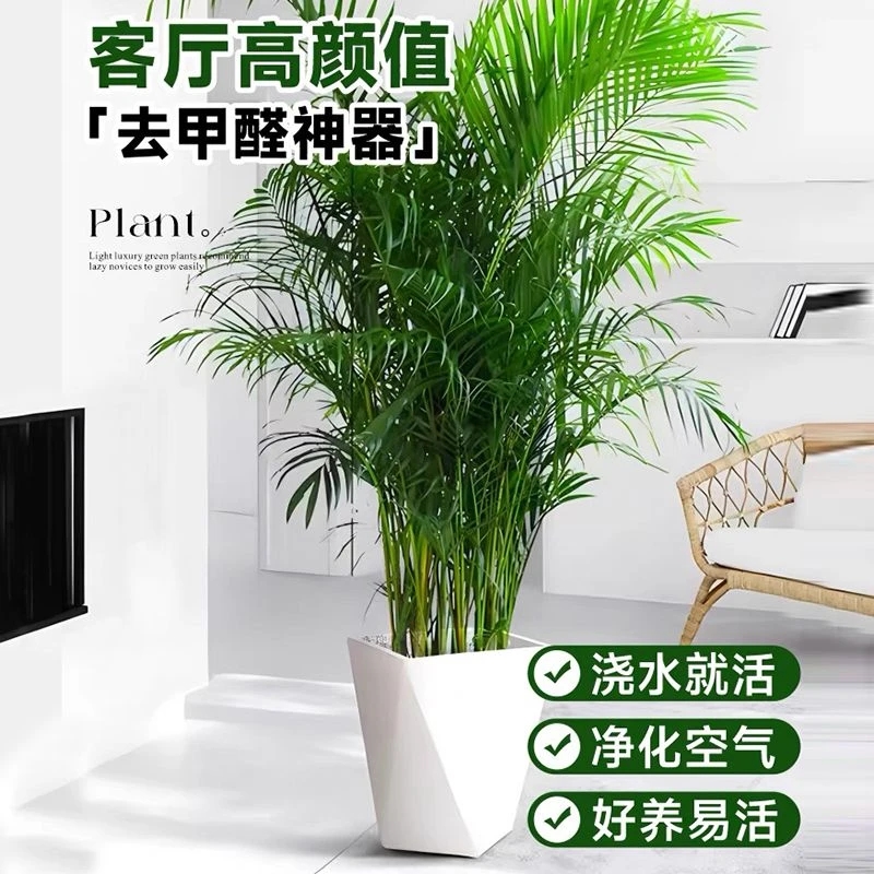 【1.2米-1.4米富贵椰子】大型绿植净化空气适合客厅办公室摆放