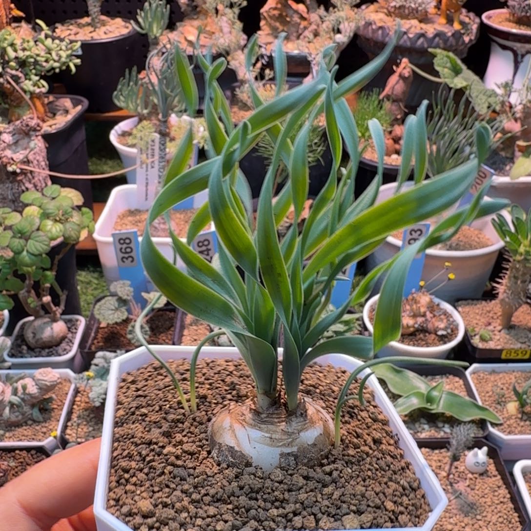 贵妃弹簧草849 仙人掌