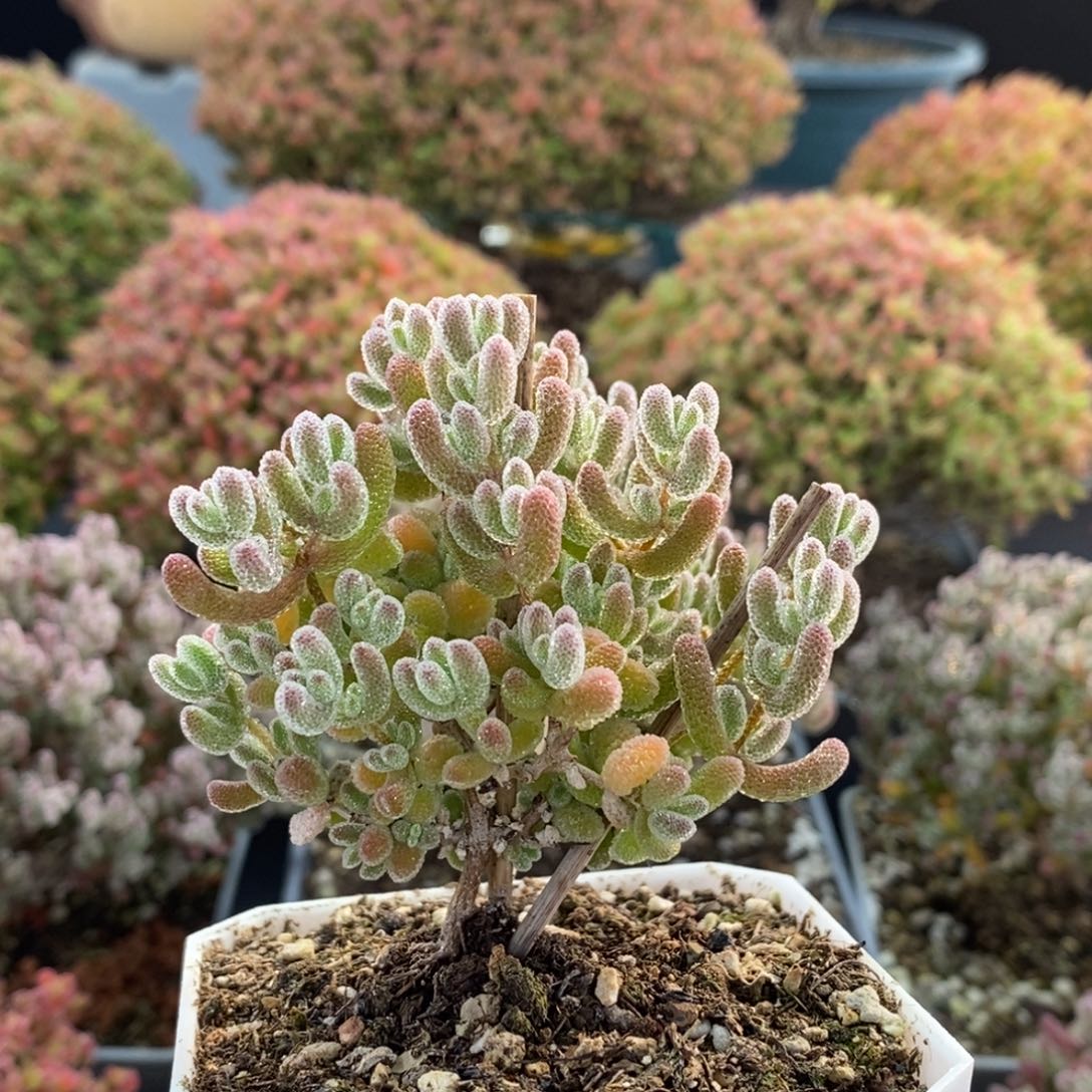 优选冰晶3806枝干番杏