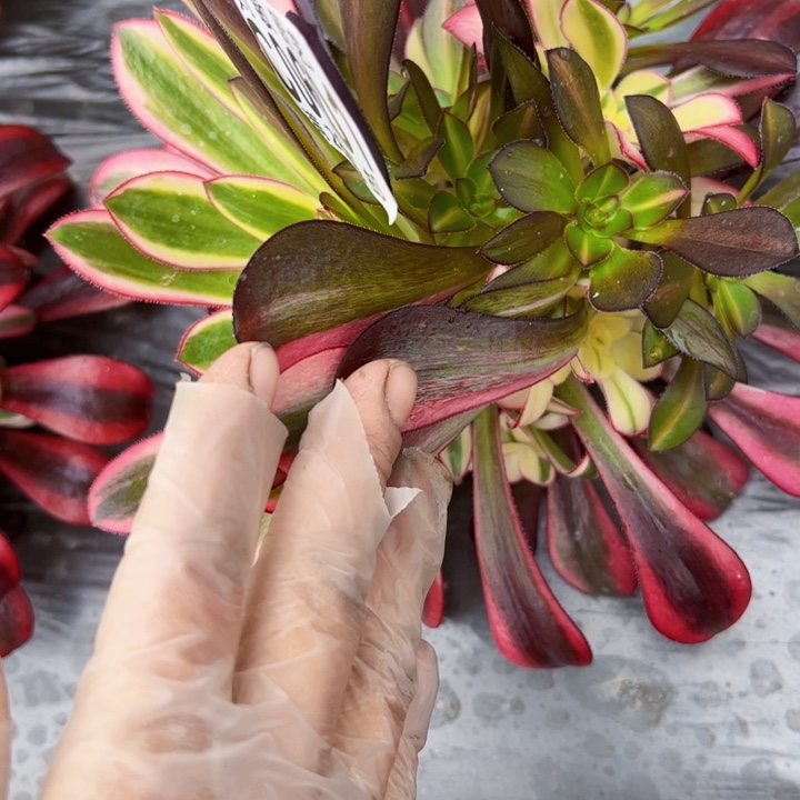 歪头多肉植物法师0601冰花脸