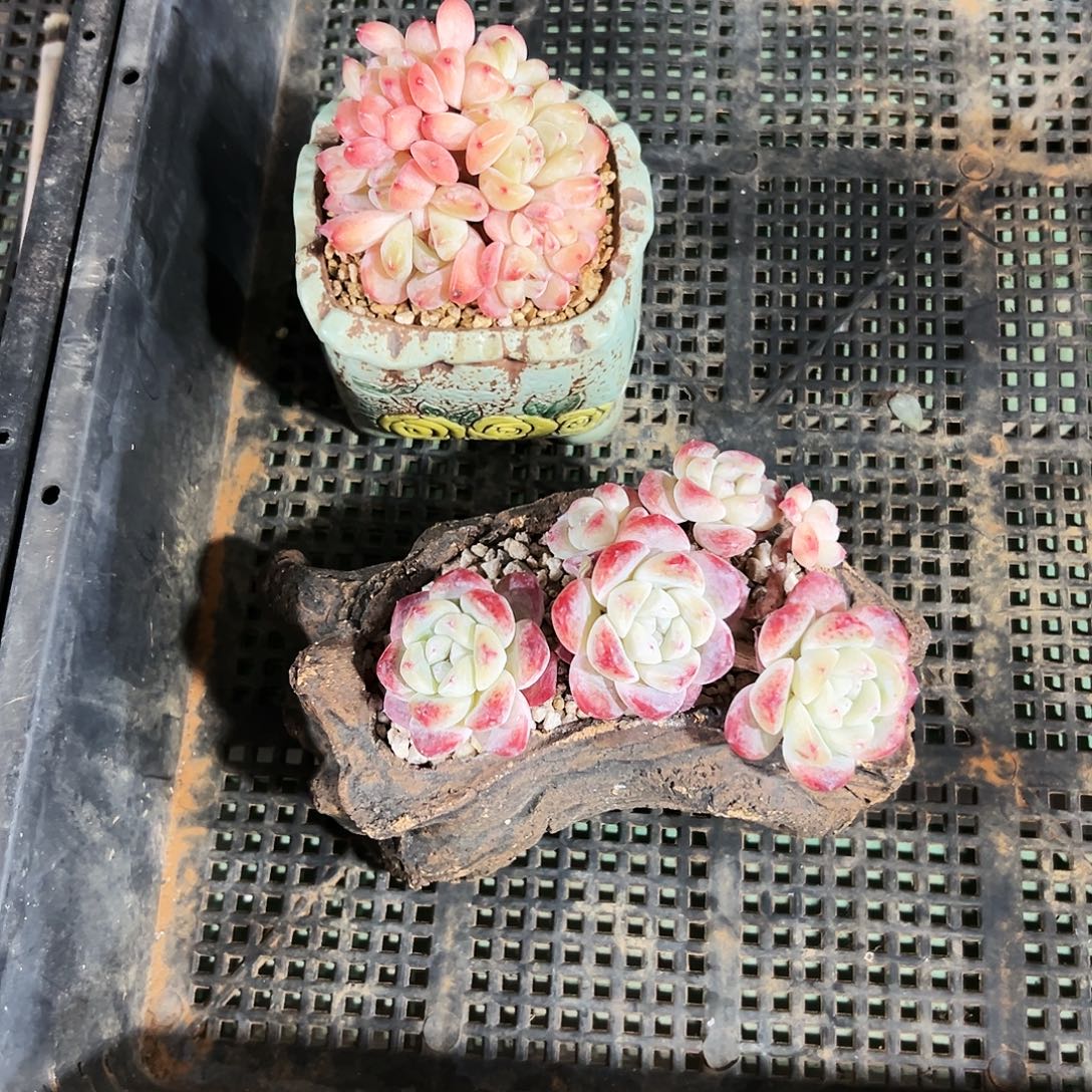 妙***言冰玉、珍妮冰魄个体多肉植物