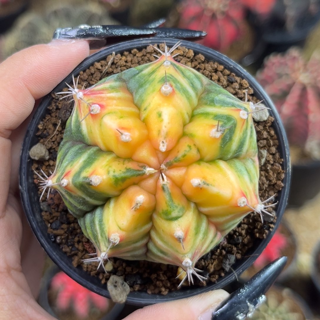 黄包子米哈 带盆土发货