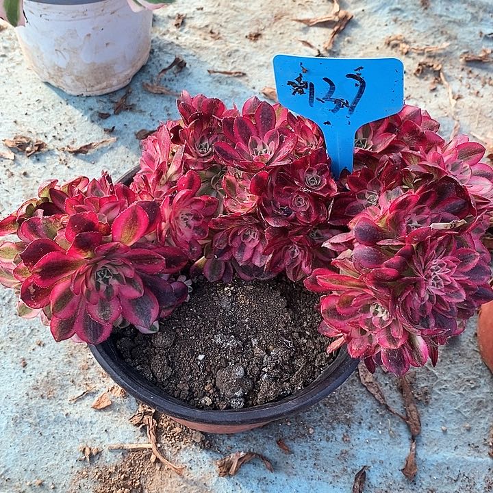 137 一颗倾城zhuihua法师