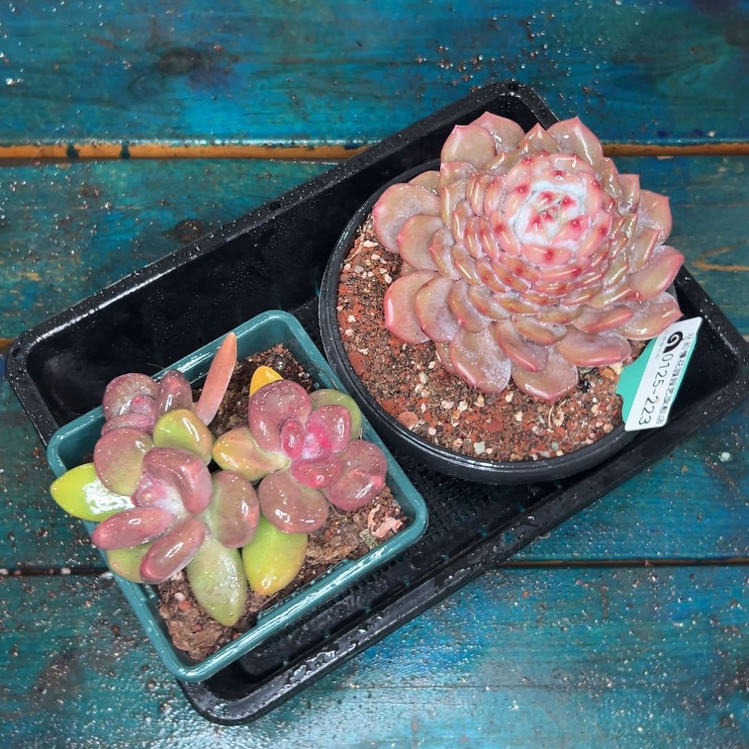 多肉一物一拍0125-223