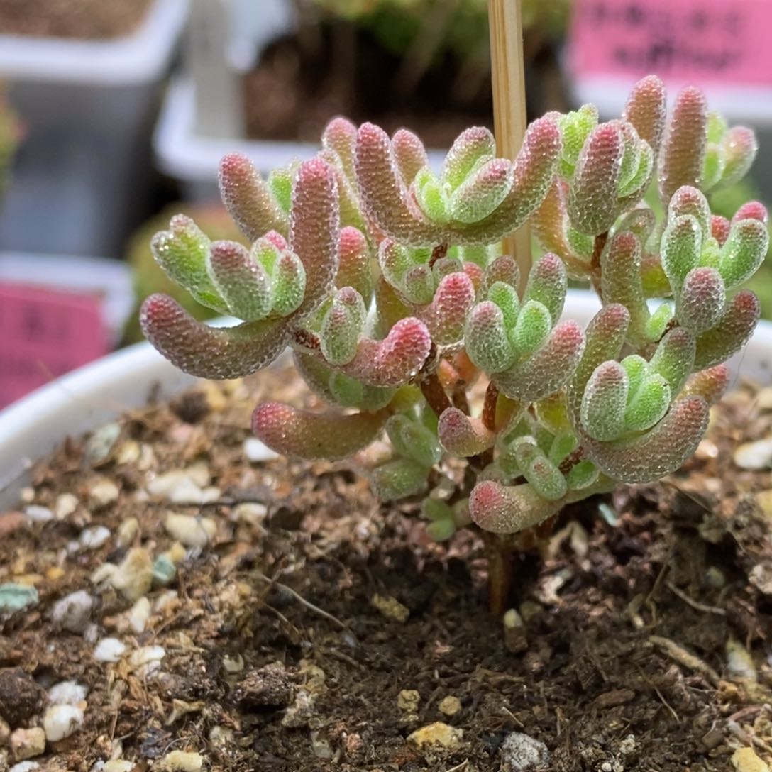 爱*己冰晶杂枝干番杏A879