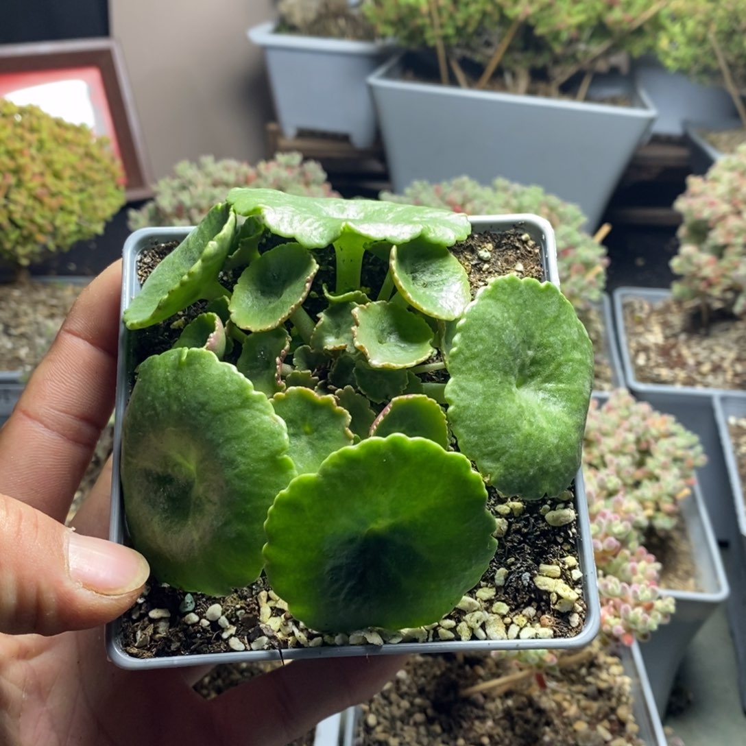 1027玉盃植物多肉