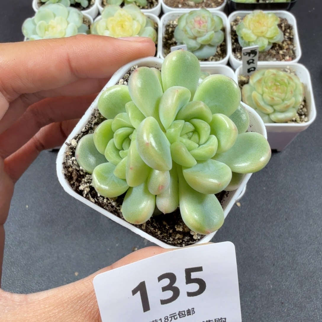 双头童话一物一拍135