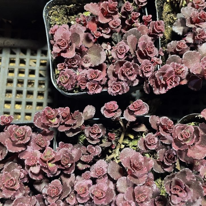 小球玫瑰2.8带盆