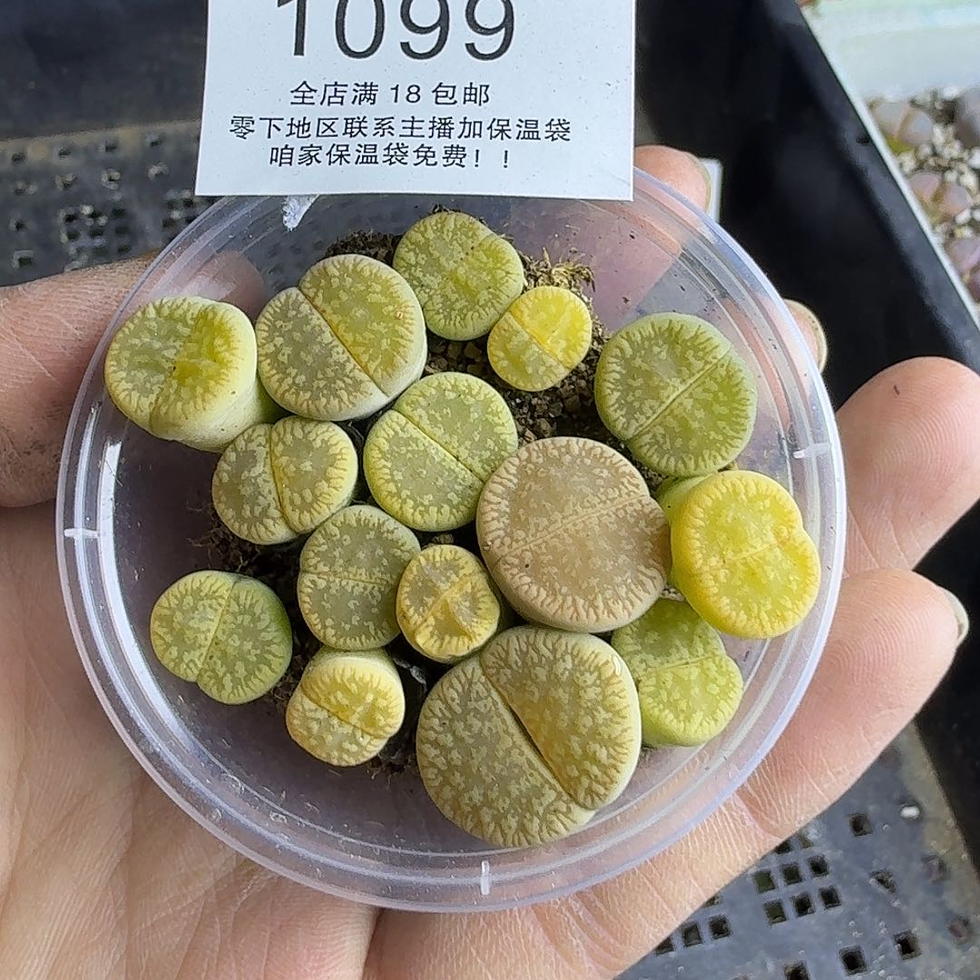 1099 哈哈哈哈哈哈哈